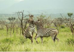 Thanda zebra