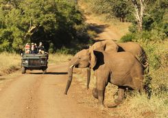 Thanda elephants