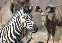 Zebra at Ongava
