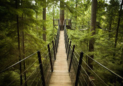 Bridge inside the forest