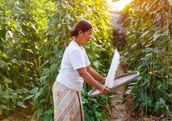 farmer asian threshed rice to remoce chaff