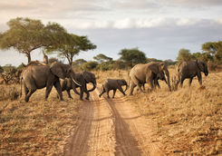 Elephant family crossing a path
