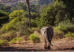 Elephant by Lake Manyara