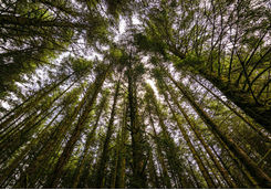 Pine Forest