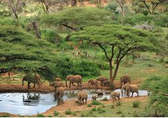 Elephant at watering hole