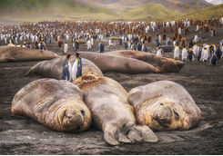 Elephant seals and king penguins