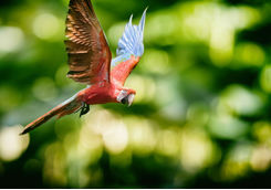 Gold and blue macaw flying