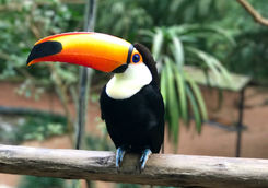 Toucan in Igazu NP