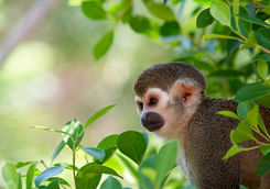 Squirrel monkey