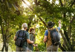 forest hikers