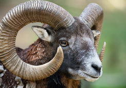 mouflon ram