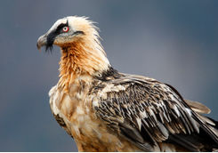 bearded vulture