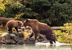 grizzly bear cub river