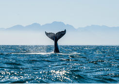whale tail
