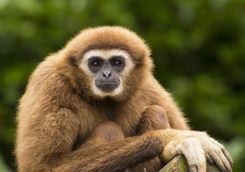 gibbon