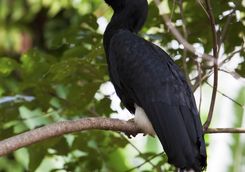 hornbill