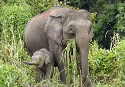 mother and baby elephant