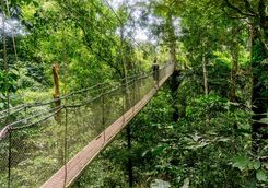 canopy walk