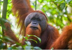 orangutan close up
