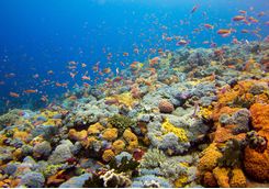 coral reef komodo national park