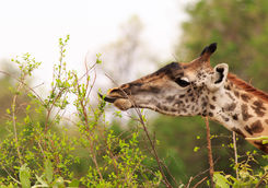 giraffe close_up
