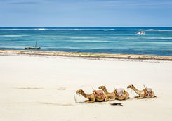 camel on diani beach