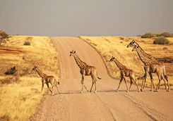 group of giraffles crossing a gravel road