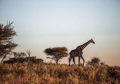 giraffe namibia