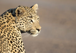 leopard close up