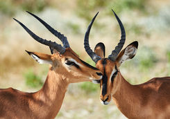 impala close up
