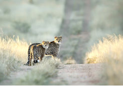 two cheetah