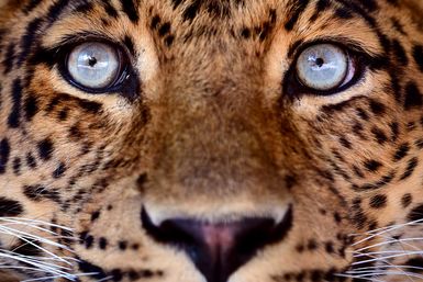 Leopard eyes