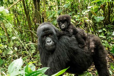 Gorilla with child