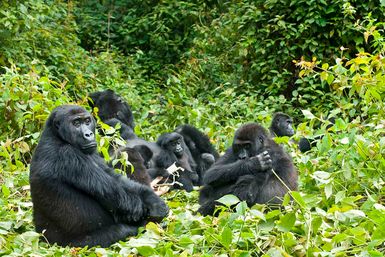 Gorilla family