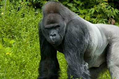 Silverback gorilla