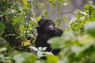 Young gorilla in tree