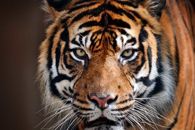 Tiger eyes