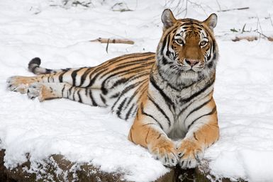 Siberian tiger