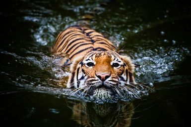 Swimming tiger