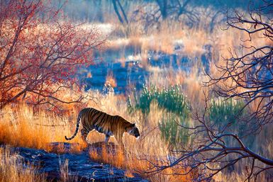 Ranthambore national park