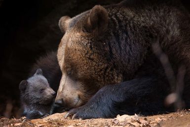 Bear with cub