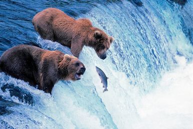 Grizzly bears catching fish