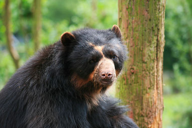 Spectacled bear