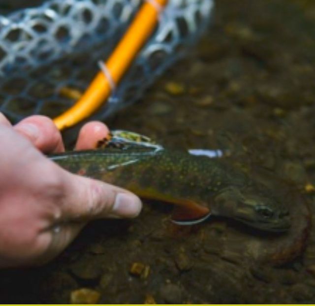 3 Rivers Angler in Knoxville Outguided