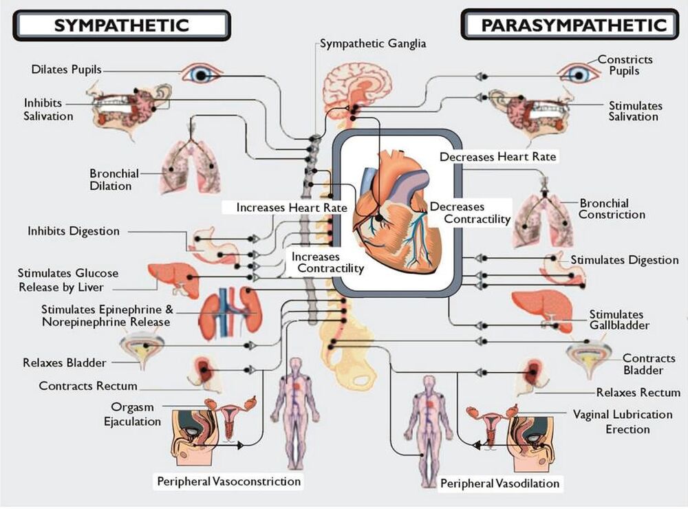 Sympathetic and parasympathetic nervous system
