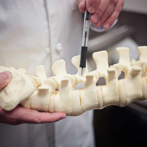 Doctor hands gesturing to a spine model with a pen