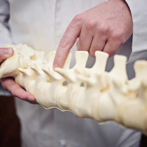 A doctor using a spine to instruct a client at a spinal clinic