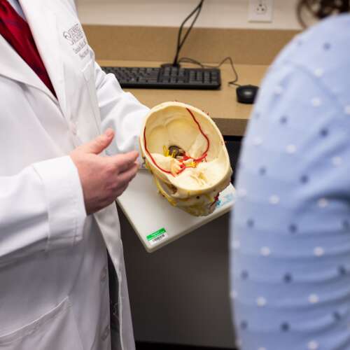 Brain Model at Semmes Murphey