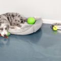 P1640 azure puppy 07