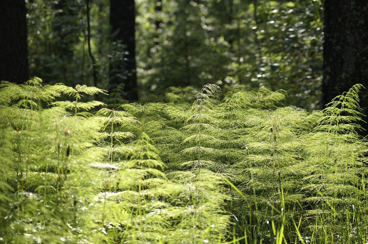 Forest